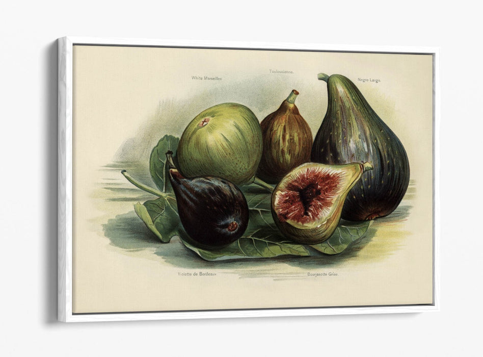 Canvas Wall Art Print - Vintage Figs Illustration | Handmade Float Effect Frame