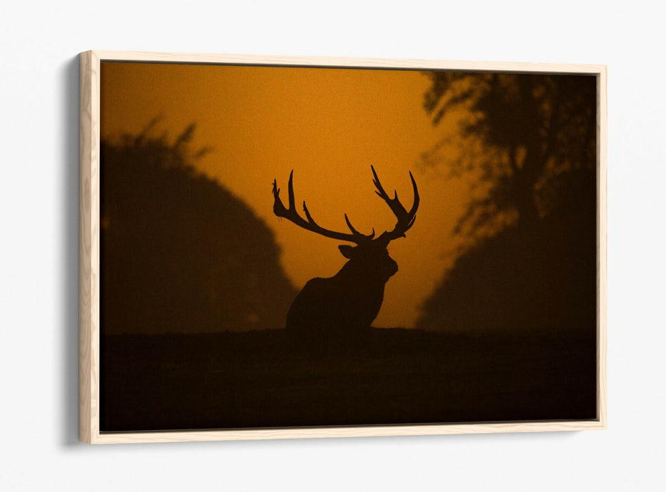 STAG SILHOUETTE SUNSET -FLOAT EFFECT CANVAS WALL ART PIC PRINT- ANIMAL PHOTO