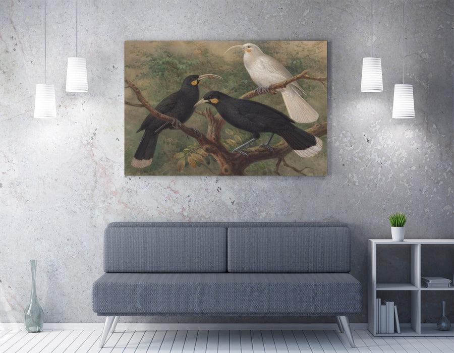 Canvas Wall Art – Johannes Keulemans Three Huia Painting | Handmade Bird Print