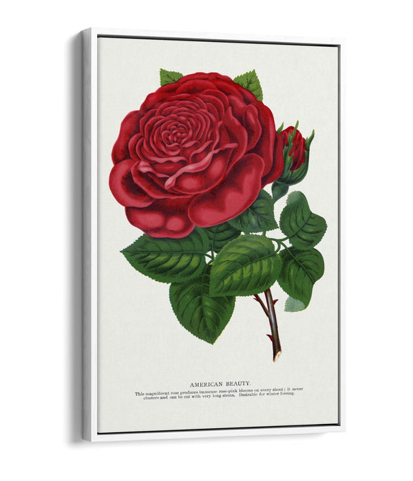 Red Rose Canvas Art – American Beauty Print on Float Effect Canvas Wall Art