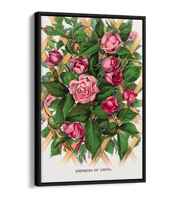 Canvas Wall Art Print - Empress Of China Rose Lithograph With Float Effect Frame