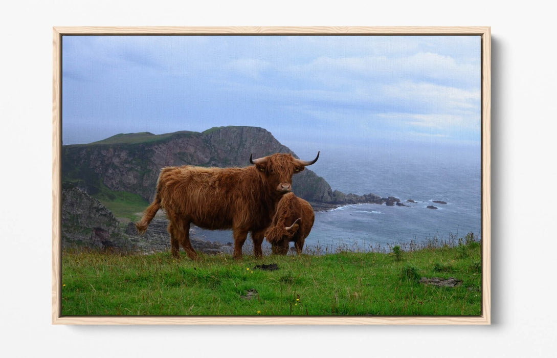 Canvas Wall Art - Highland Cows Coastal Landscape Print | Float Effect, Handmade