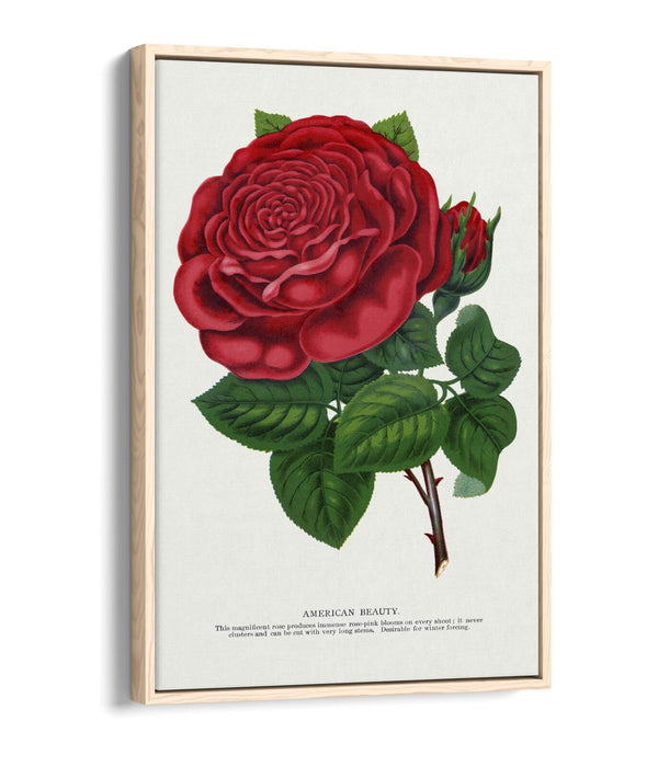 Red Rose Canvas Art – American Beauty Print on Float Effect Canvas Wall Art