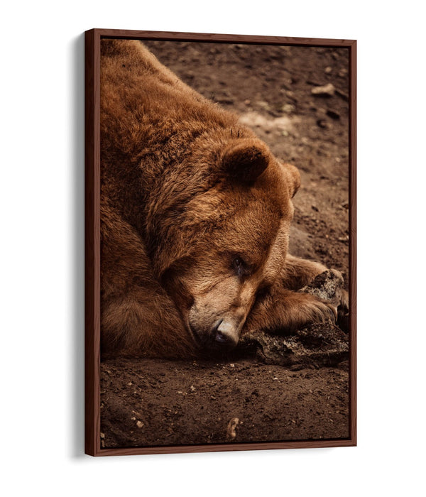 CLOSE-UP OF BROWN BEAR LAYING DOWN FLOAT EFFECT CANVAS WALL ART PRINT