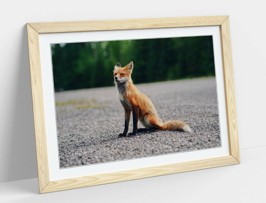 CUTE BABY FOX, WILDLIFE PHOTOGRAPHY -ART FRAMED POSTER PICTURE PRINT ARTWORK