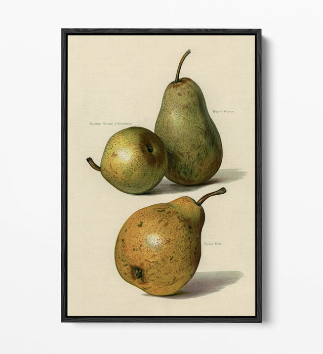 Canvas Wall Art Print - Vintage Illustration Pears | Float Effect, Ready To Hang