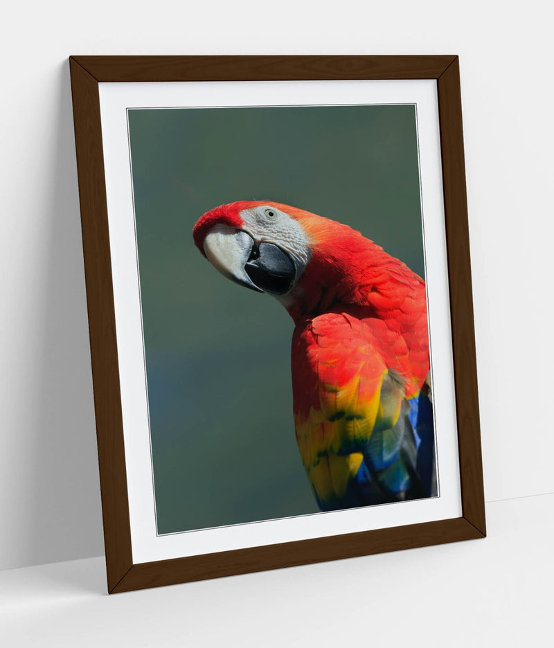 Parrot Wall Poster – Framed Wall Art Print | Colorful Bird Home Decor