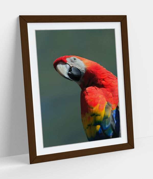 Parrot Wall Poster – Framed Wall Art Print | Colorful Bird Home Decor