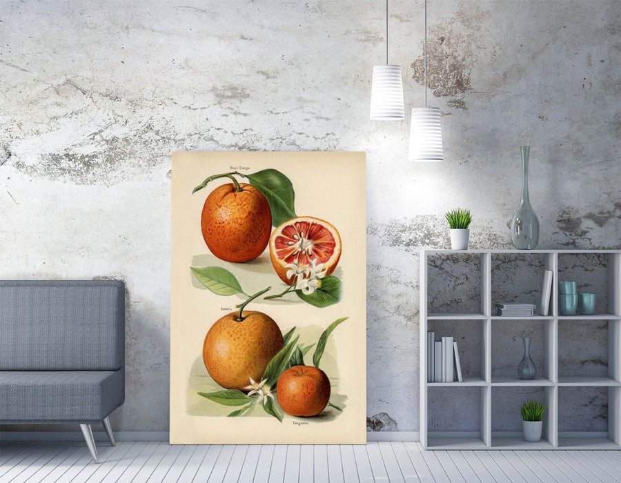 Canvas Wall Art - John Wright Vintage Illustration Oranges | Handmade UK Print