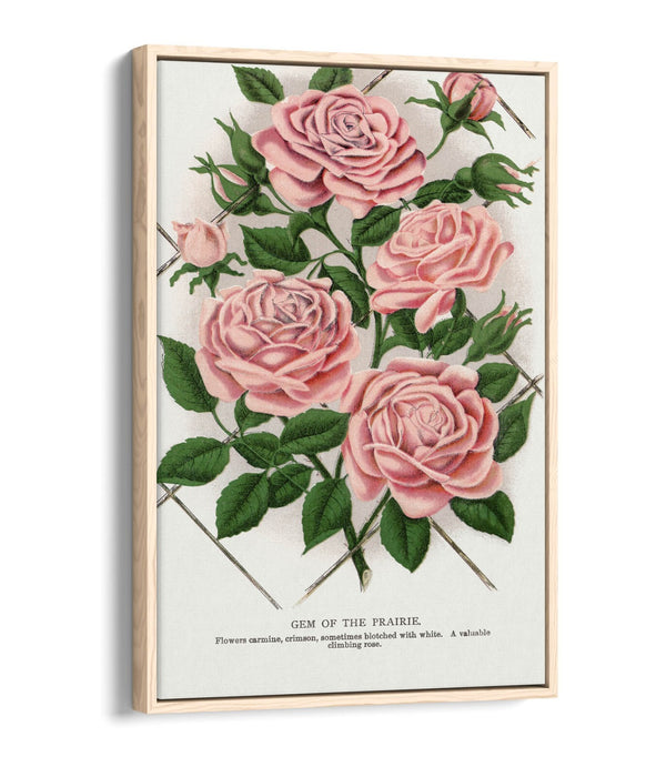 Float Effect Canvas Art – Pink Rose Prairie Lithograph Print | Handmade UK Wall Decor