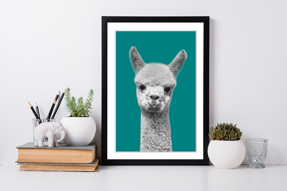 ALPACA BLACK AND WHITE TEAL FRAMED POSTER WALL ART PRINT ARTWORK DESIGN