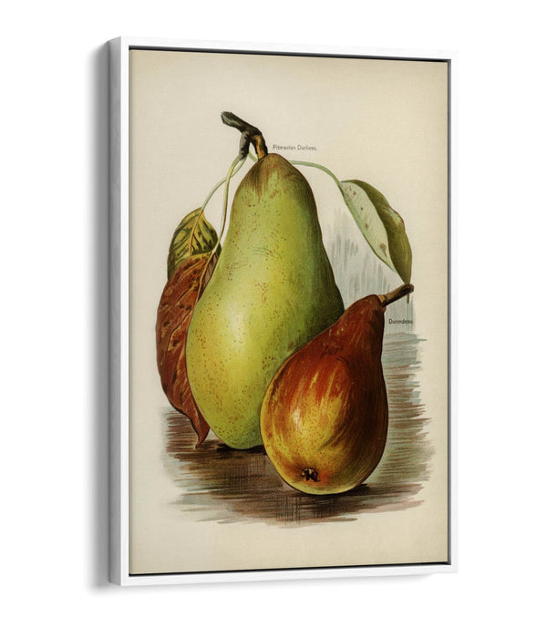 Canvas Wall Art Print - Vintage Illustration Pears on Float Effect Canvas with 30mm Deep Frame