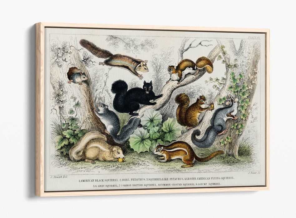Canvas Wall Art Print - Handmade Squirrel With Float Effect Frame | Premium Canvas Art