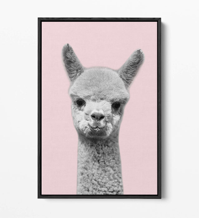 ALPACA BLACK WHITE BABY PINK FLOAT EFFECT CANVAS WALL ART PIC PRINT