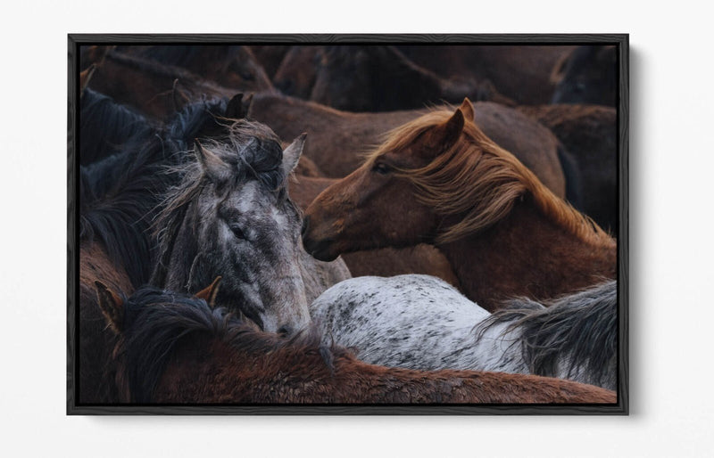 Horse Canvas Art - Float Effect Canvas Wall Art Print With Vibrant Color