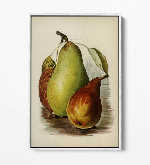 Canvas Wall Art Print - Vintage Illustration Pears on Float Effect Canvas with 30mm Deep Frame