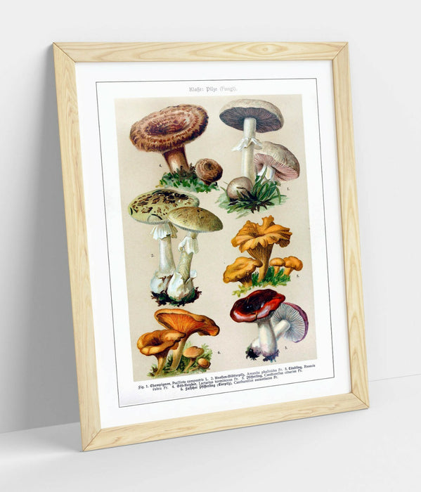 QUIRKY VINTAGE MUSHROOM ILLUSTRATIONS ART POSTER -FRAMED WALL ART PICTURE PRINT