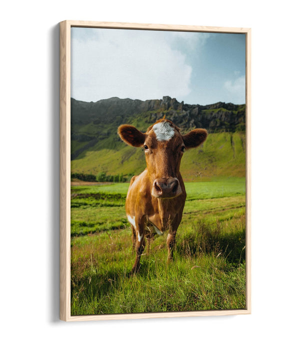 Canvas Wall Art – Brown Cow In Green Field | Handmade Float Effect Frame