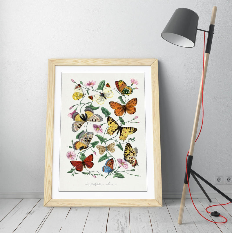 Framed Wall Art - Paul Gervais Butterflies And Moths Print With Woodgrain Frame