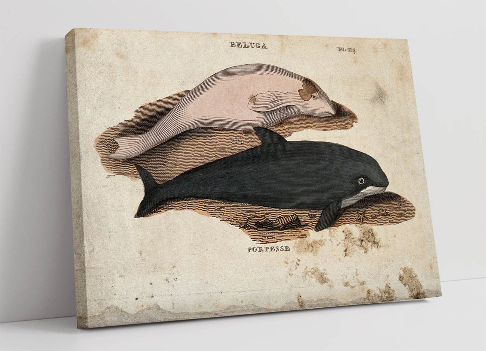 Beluga Whale Canvas - Handmade Marine Animal Decor | Vibrant Color Artwork