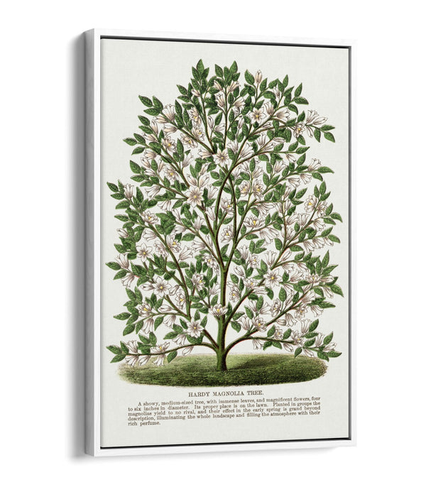 Canvas Wall Art – Hardy Magnolia Tree Print | Float Effect Frame | Handmade UK Art