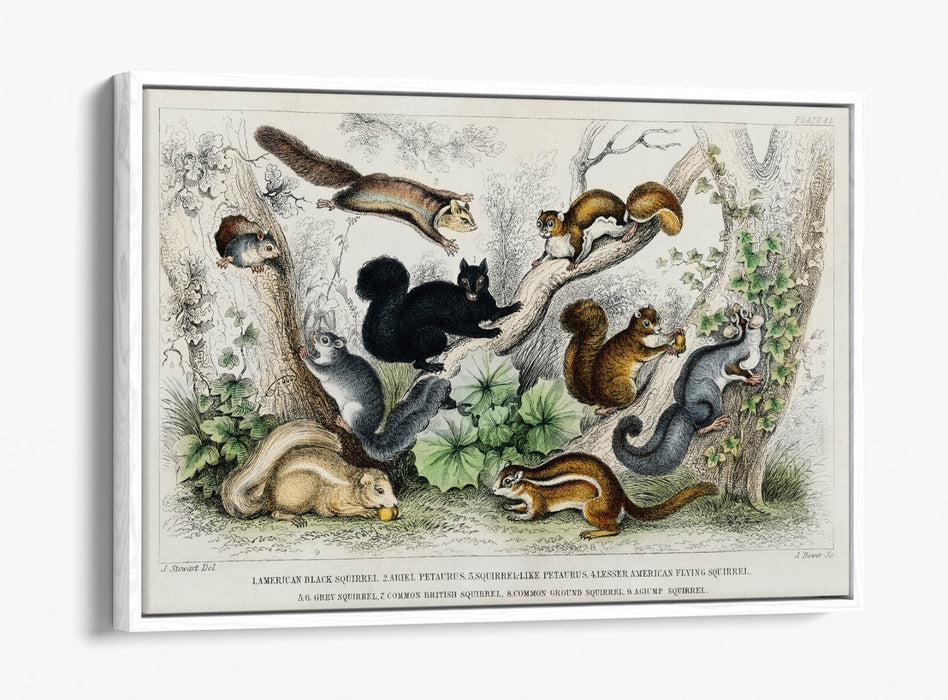 Canvas Wall Art Print - Handmade Squirrel With Float Effect Frame | Premium Canvas Art