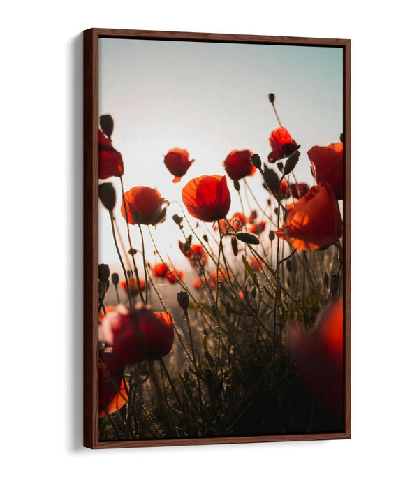 RED POPPIES FLOWER FIELD -FLOAT EFFECT CANVAS ART PRINT- PHOTOGRAPHY