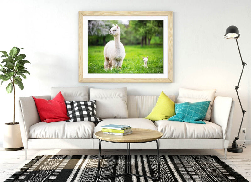 Llama Wall Art – Framed Art Print With Baby Llama Decor & Woodgrain Frame