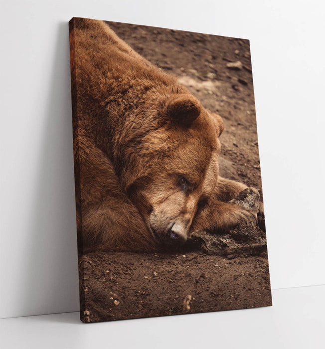 Brown Bear Canvas Art – Premium Wildlife Canvas Print With Satin Varnish Finish