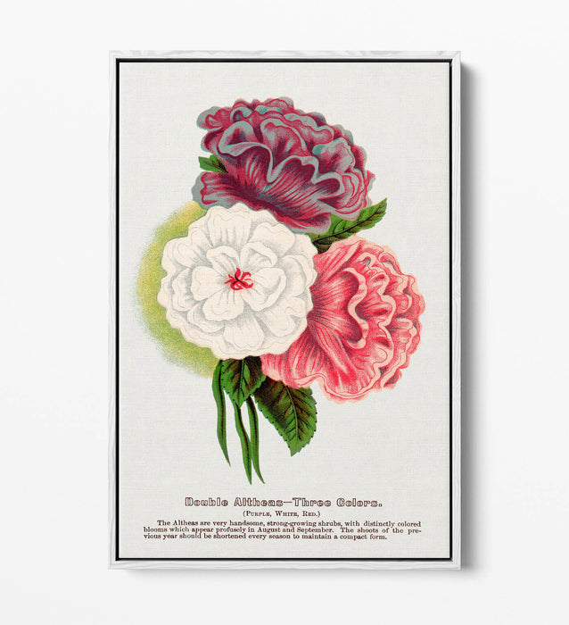 Float Effect Canvas Art - Double Althea Lithograph Wall Print With Stylish Float Frame