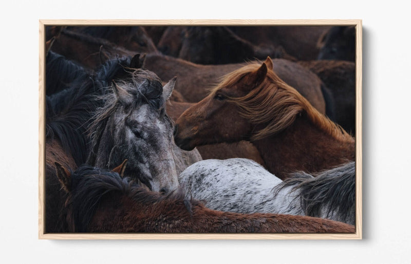 Horse Canvas Art - Float Effect Canvas Wall Art Print With Vibrant Color