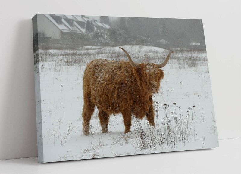 Canvas Wall Art – Highland Cow Artwork | Snowy Landscape Print, Framed Wall Art
