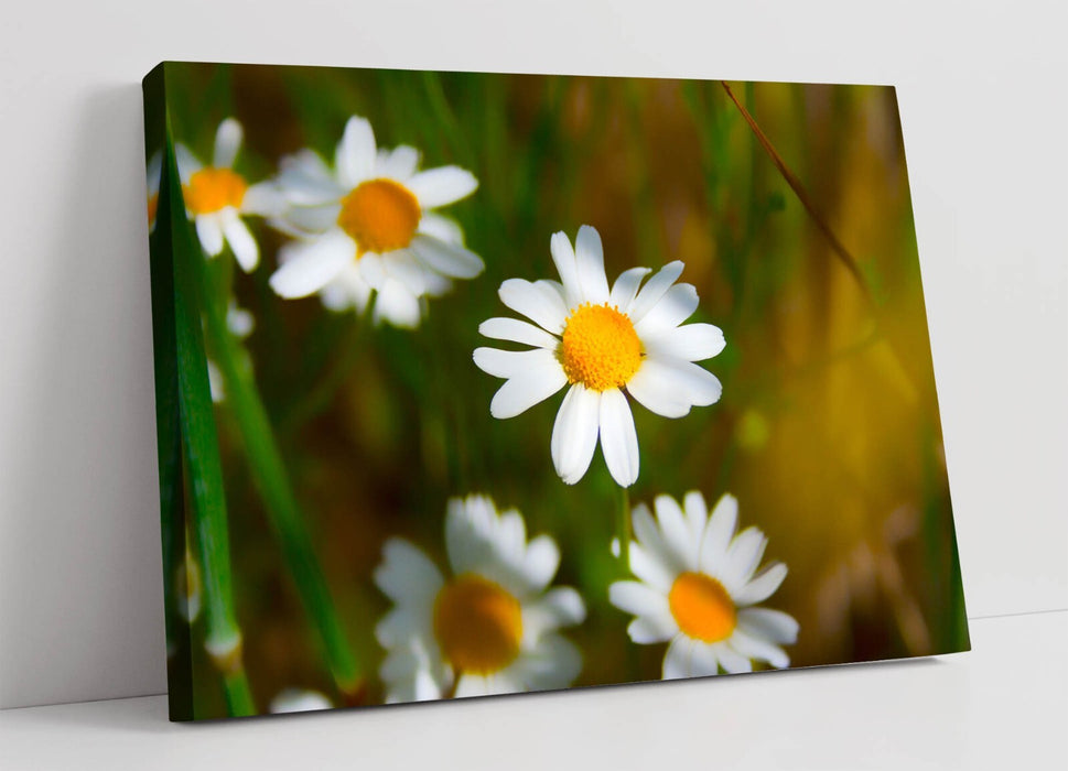Canvas Wall Art - Daisies Flower Print | Framed Canvas Print With Vibrant Color