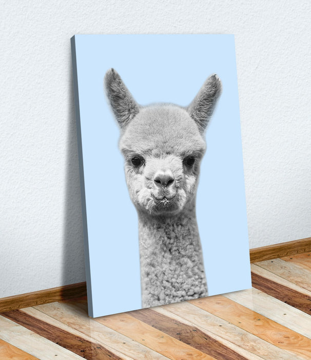 Alpaca Canvas Wall Art – Baby Alpaca Artwork on Blue Canvas Print with Custom Frame