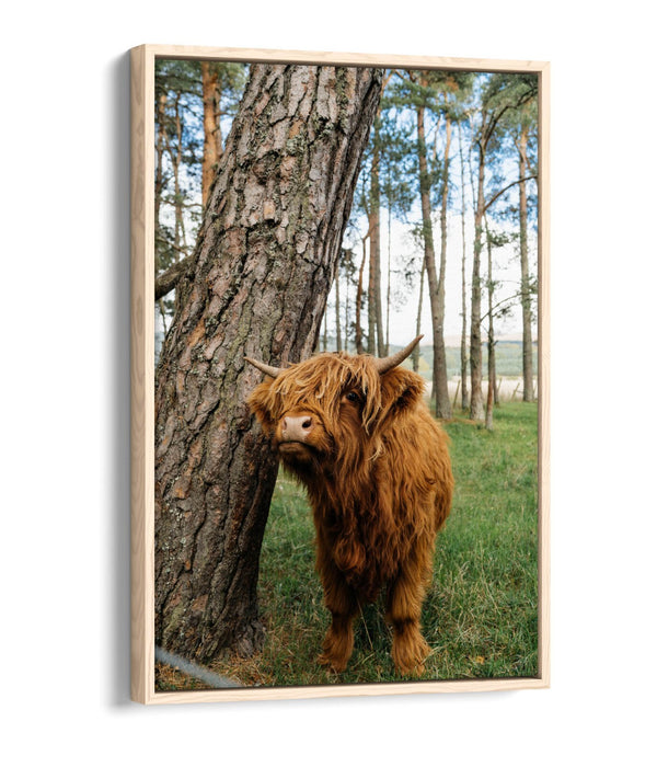 Highland Cow Canvas - Cute Animal Print Float Effect Wall Art | Handmade UK