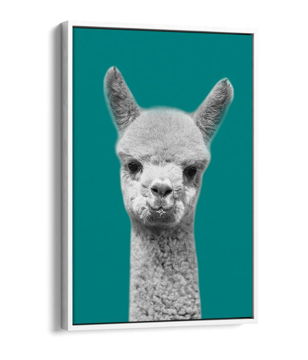ALPACA BLACK WHITE TEAL FLOAT EFFECT CANVAS WALL ART PIC PRINT