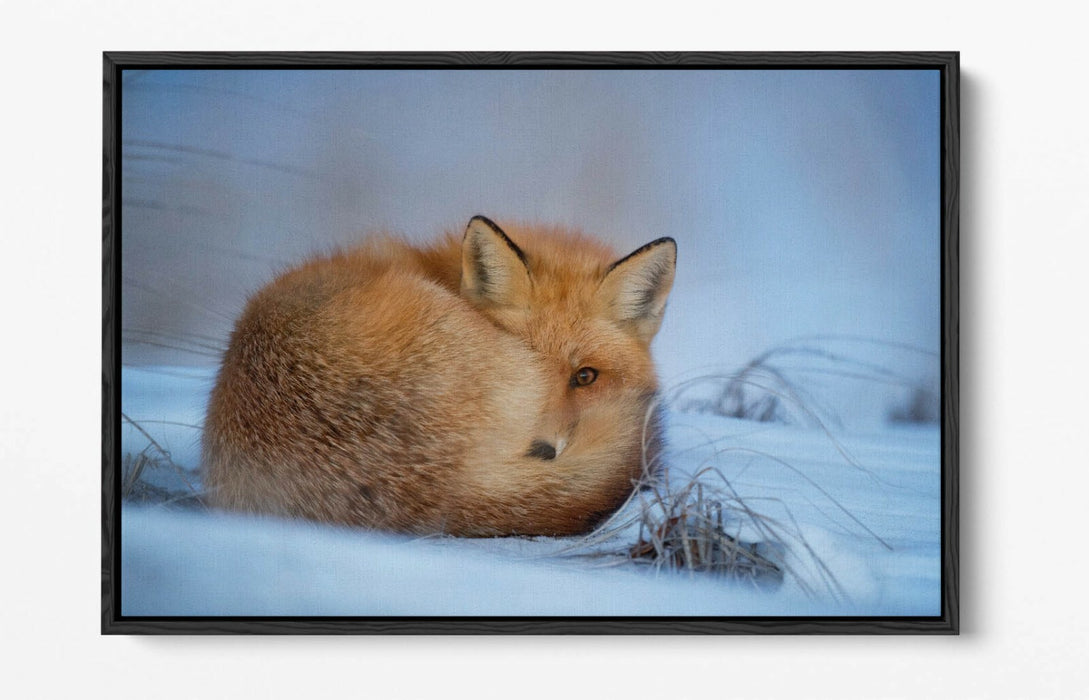 RED FOX SNOWY LAND, WILDLIFE PHOTOGRAPHY -FLOAT EFFECT CANVAS WALL ART PIC PRINT
