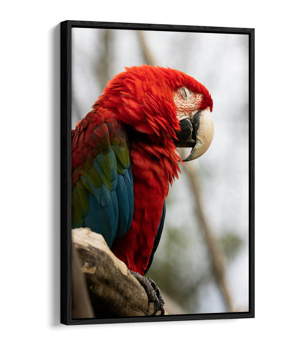 Parrot Canvas Wall Art – Float Effect Canvas Wall Decor With Vibrant Animal Print
