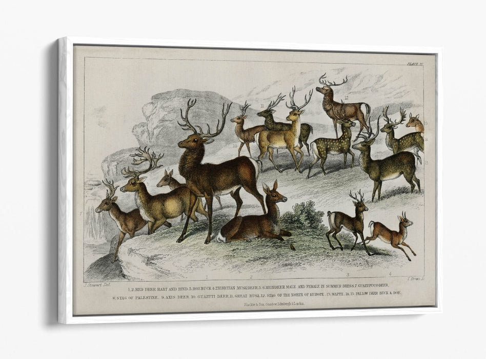 Canvas Wall Art – Handmade UK Deer Print with Float Effect & Premium Frame