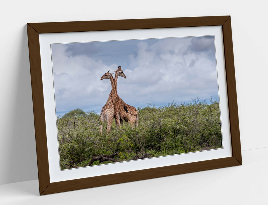 GIRAFFES IN LOVE -ART FRAMED POSTER PICTURE PRINT- WILDLIFE PHOTOGRAPHY