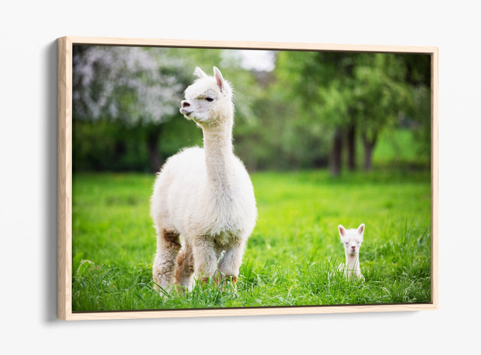 Llama Canvas Wall Art - Baby Llama Decor | Handmade Float Effect Canvas Print