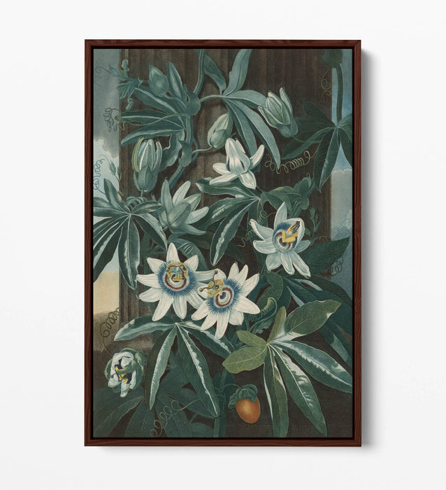 ROBERT JOHN THORNTON, BLUE PASSION FLOWER -FLOAT EFFECT CANVAS WALL ART PRINT