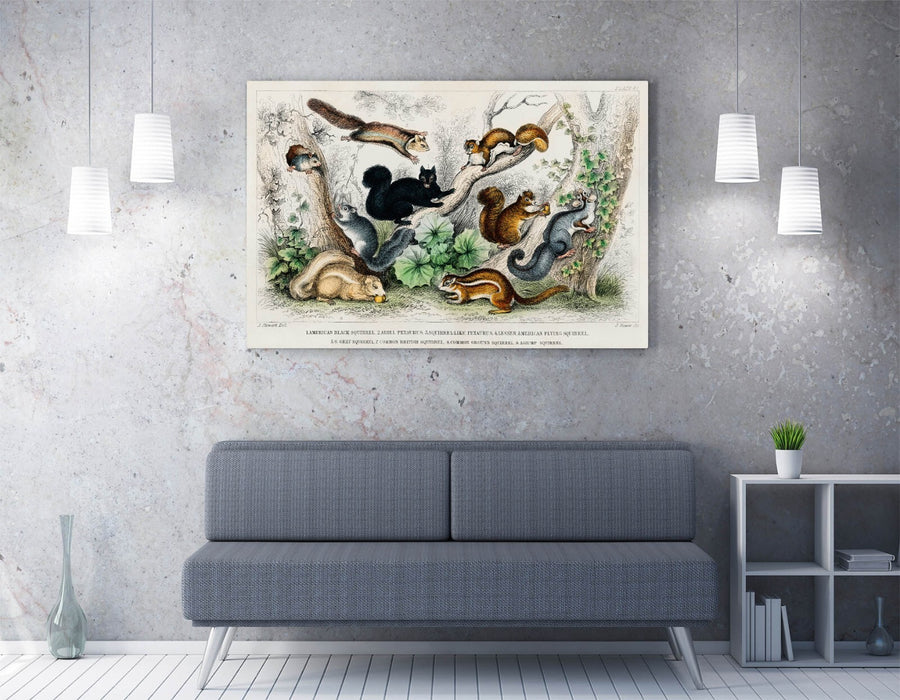Canvas Wall Art – Oliver Goldsmith Squirrel Print with Premium Varnish Finish