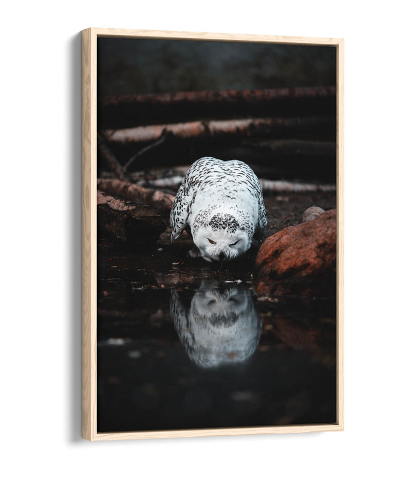Snowy Owl Canvas Art - Float Effect Canvas Wall Art With Premium Varnish Finish