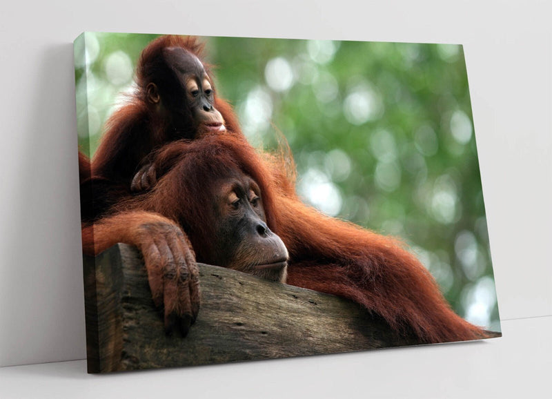 Orangutan Canvas Art - Cute Mother And Baby Wildlife Canvas Print | Handmade Satin Finish
