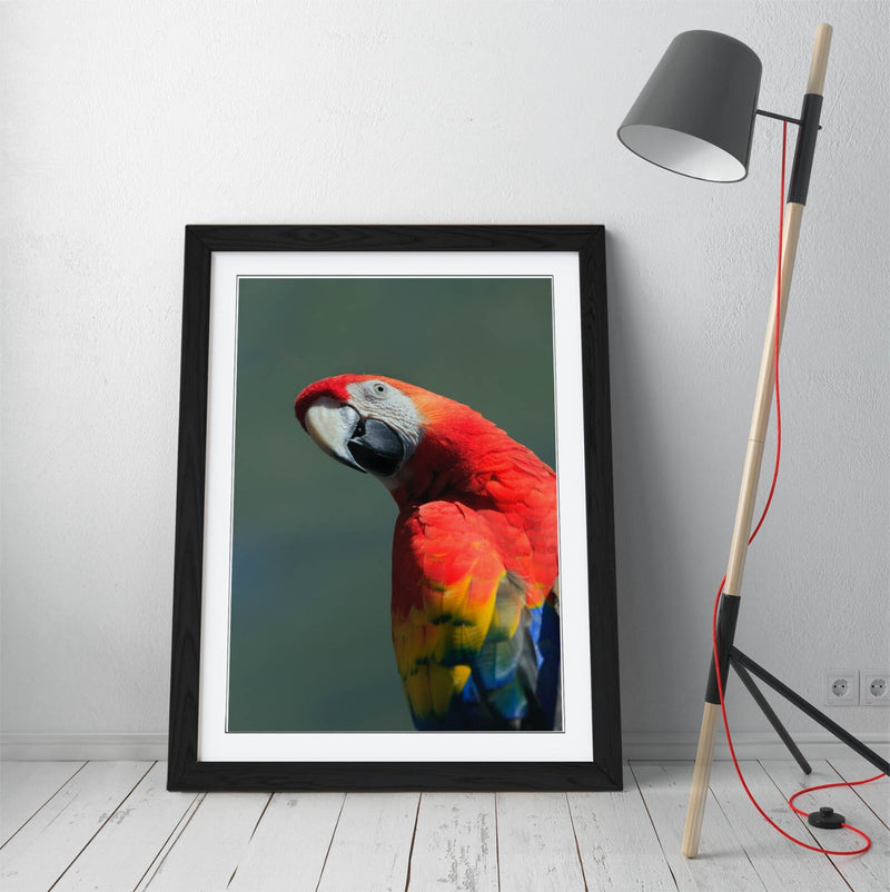 Parrot Wall Poster – Framed Wall Art Print | Colorful Bird Home Decor