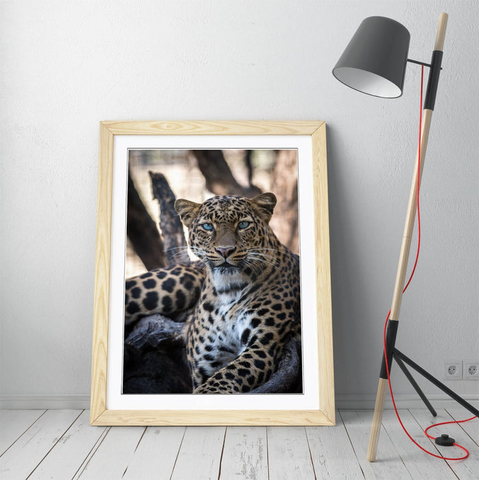 Blue Eyed Cheetah Art – Framed Wall Art Poster With Faux Wood Frame, Matte Finish