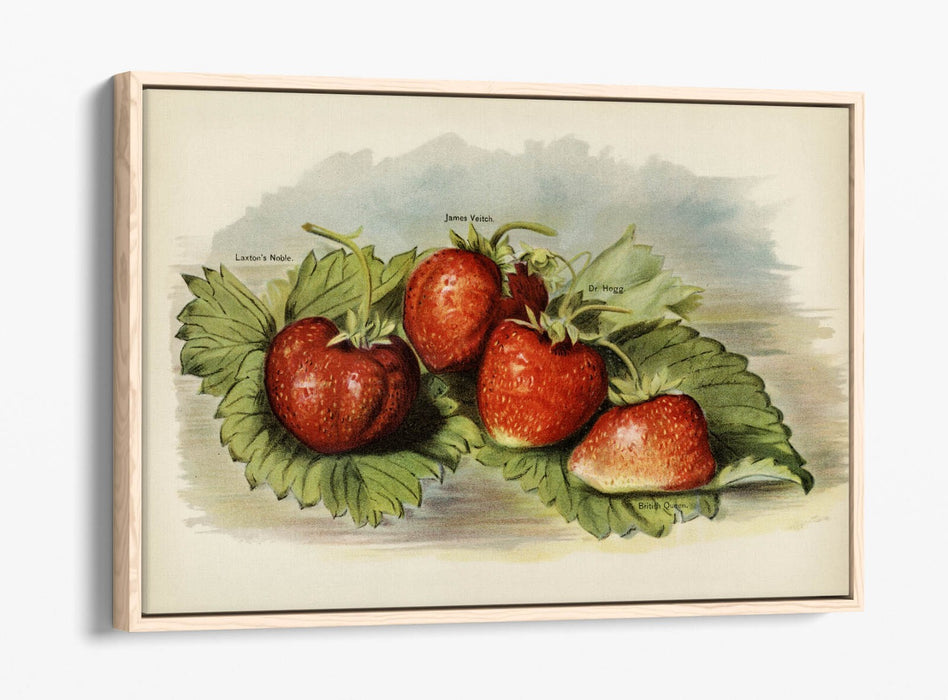 Canvas Art Print - Vintage Strawberries Wall Decor | Float Effect, Handmade UK Canvas