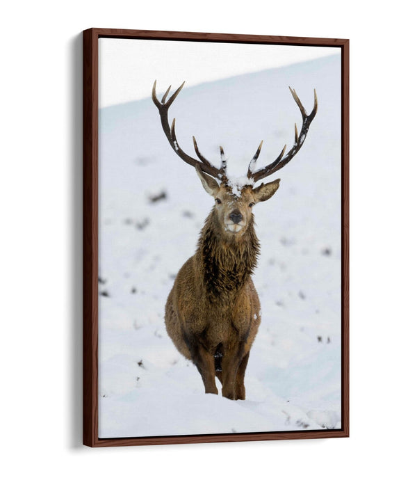 Canvas Wall Art – Majestic Stag In Snowy Landscape | Float Effect Canvas Print