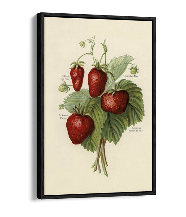 Canvas Art Print - Vintage Strawberries Wall Art With Float Effect Frame